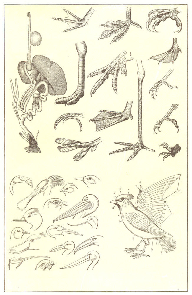 PARTS OF A BIRD. Digestive organs; feet; head & bill; Feathers;  1907 print